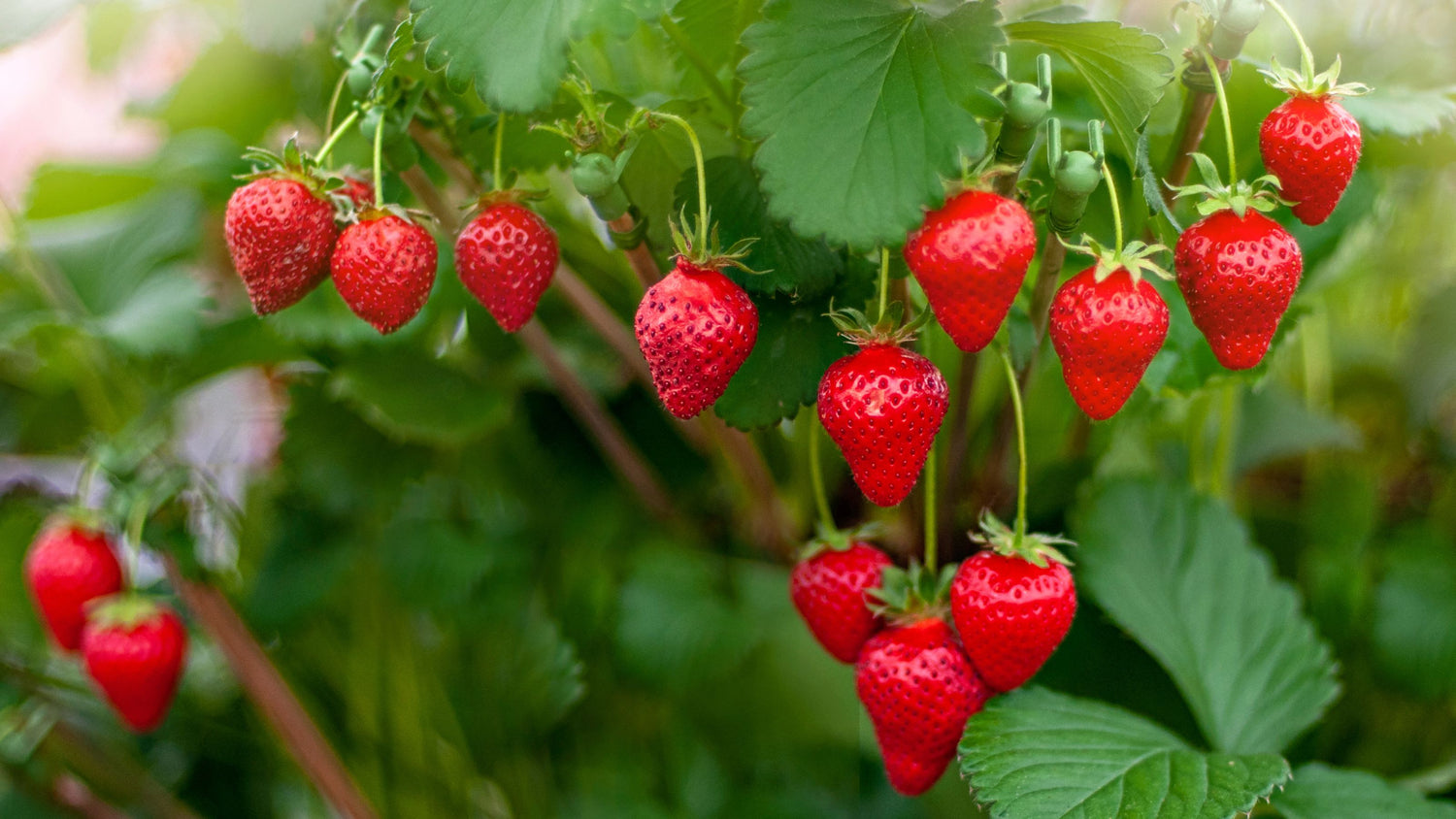 Fresh Strawberry – Sweet, Juicy, and Naturally Delicious