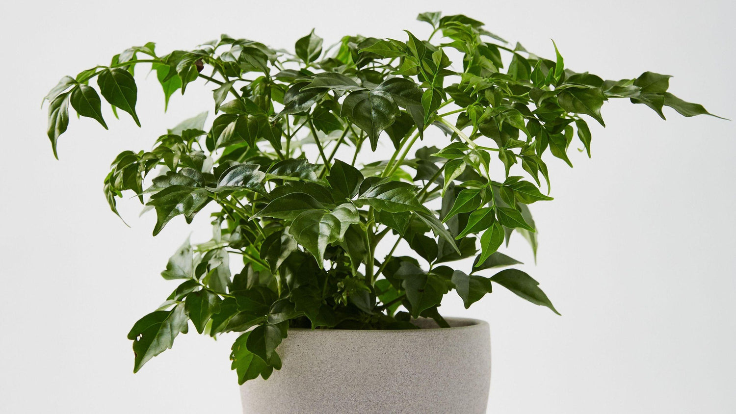 Organic Green Radermachera Plant Seeds for Planting – Heirloom, Non-GMO