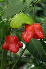 Mad Hatter Pepper Vegetable Seeds for Planting - 100 Pcs pcs - Dharaseeds