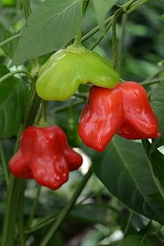 Mad Hatter Pepper Vegetable Seeds for Planting - 100 Pcs pcs - Dharaseeds