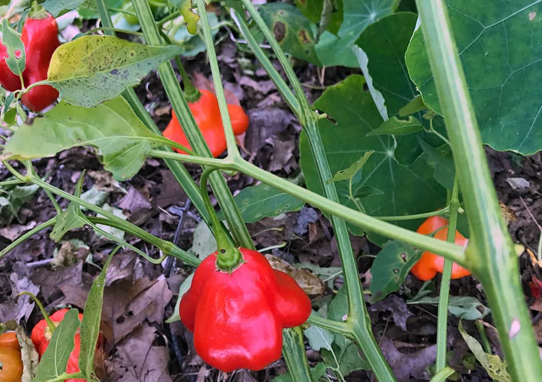 Mad Hatter Pepper Vegetable Seeds for Planting