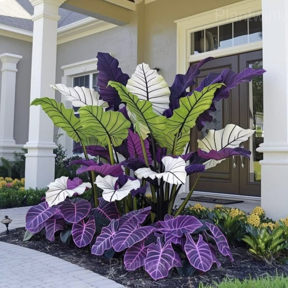 Caladium Mixed Colour Leaf Seeds for Planting NON GMO Seeds