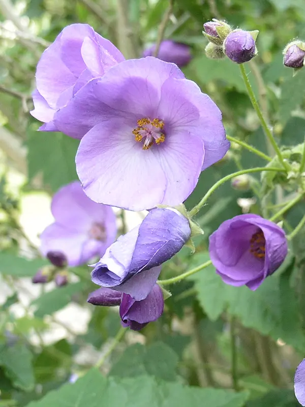 Violet Abutilon Flower Seeds for Planting – NON GMO Seeds Dhara Seeds