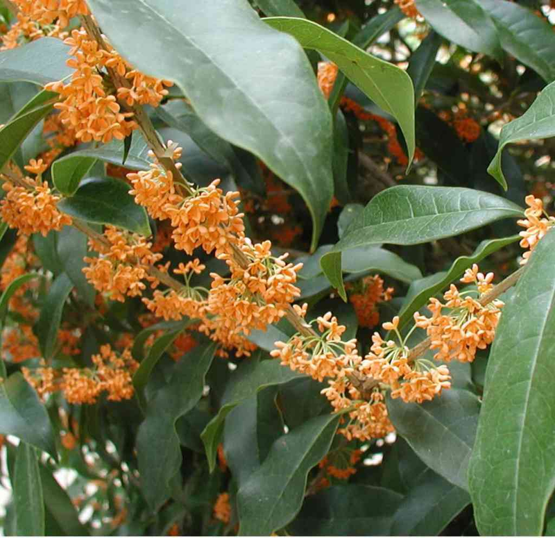 Fragrant Osmanthus Fragrans Flower Seeds for Planting in home garden landscapes