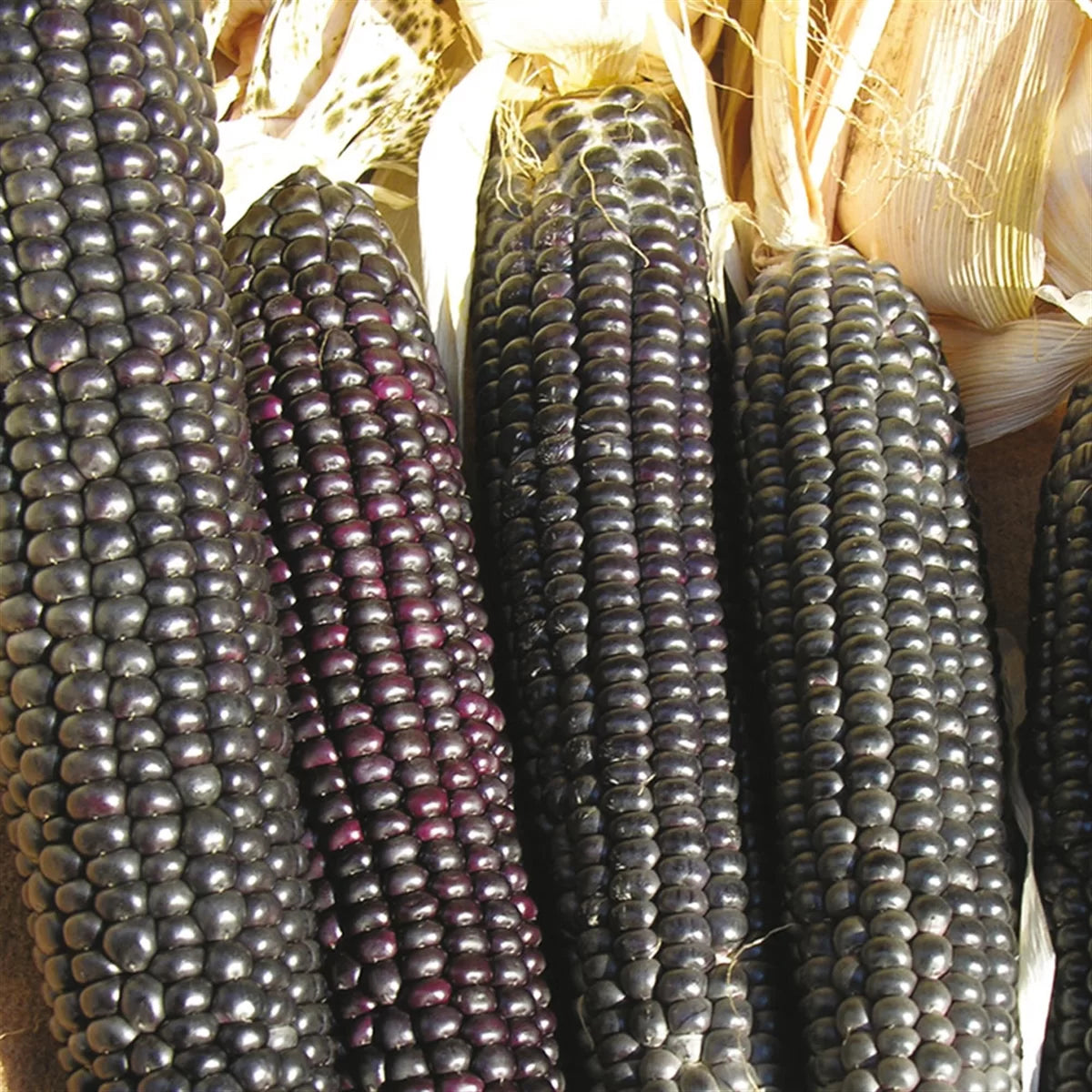 Black Corn Heirloom Seeds