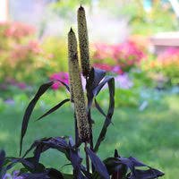 Majesty Millet Plant Seeds for Planting - 100 Pcs pcs - Dharaseeds