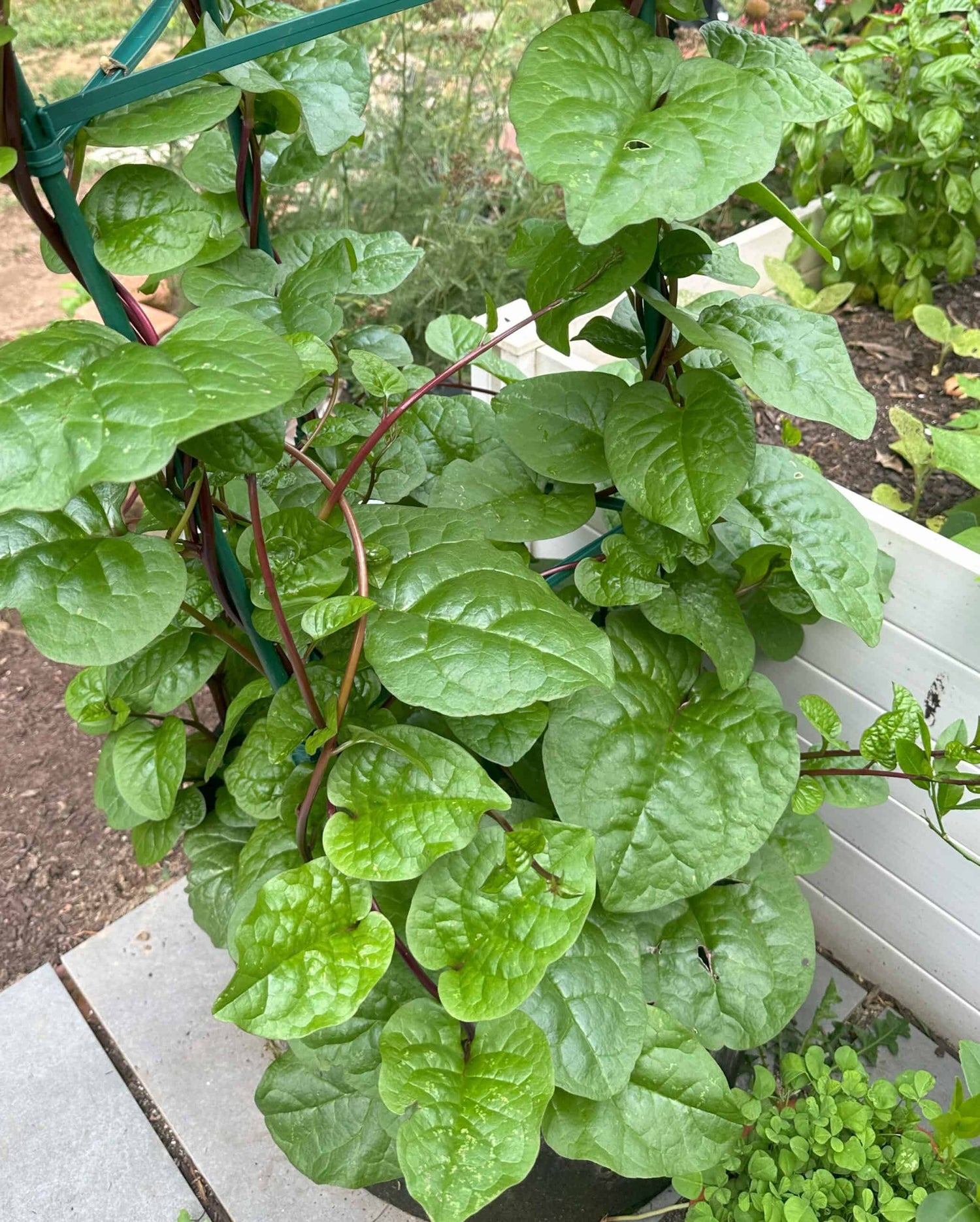 Giant Malabar Spinach Seeds