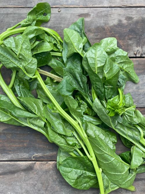 Malabar Spinach Palak heirloom non-GMO organic garden seeds