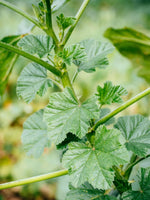 Mallow Vegetable Seeds for Planting - 100 Pcs pcs - Dharaseeds