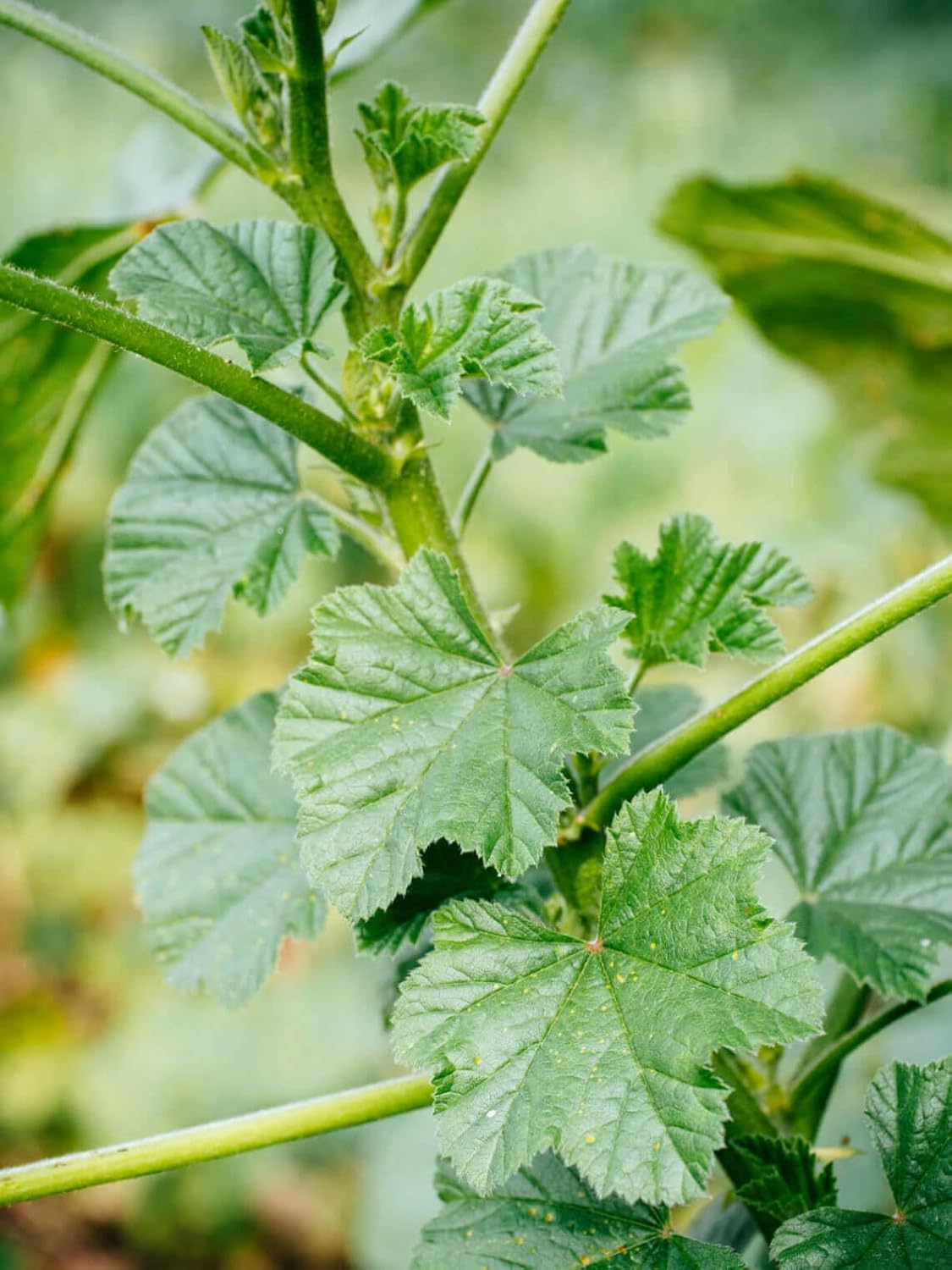 Mallow Vegetable Seeds for Planting - 100 Pcs pcs - Dharaseeds