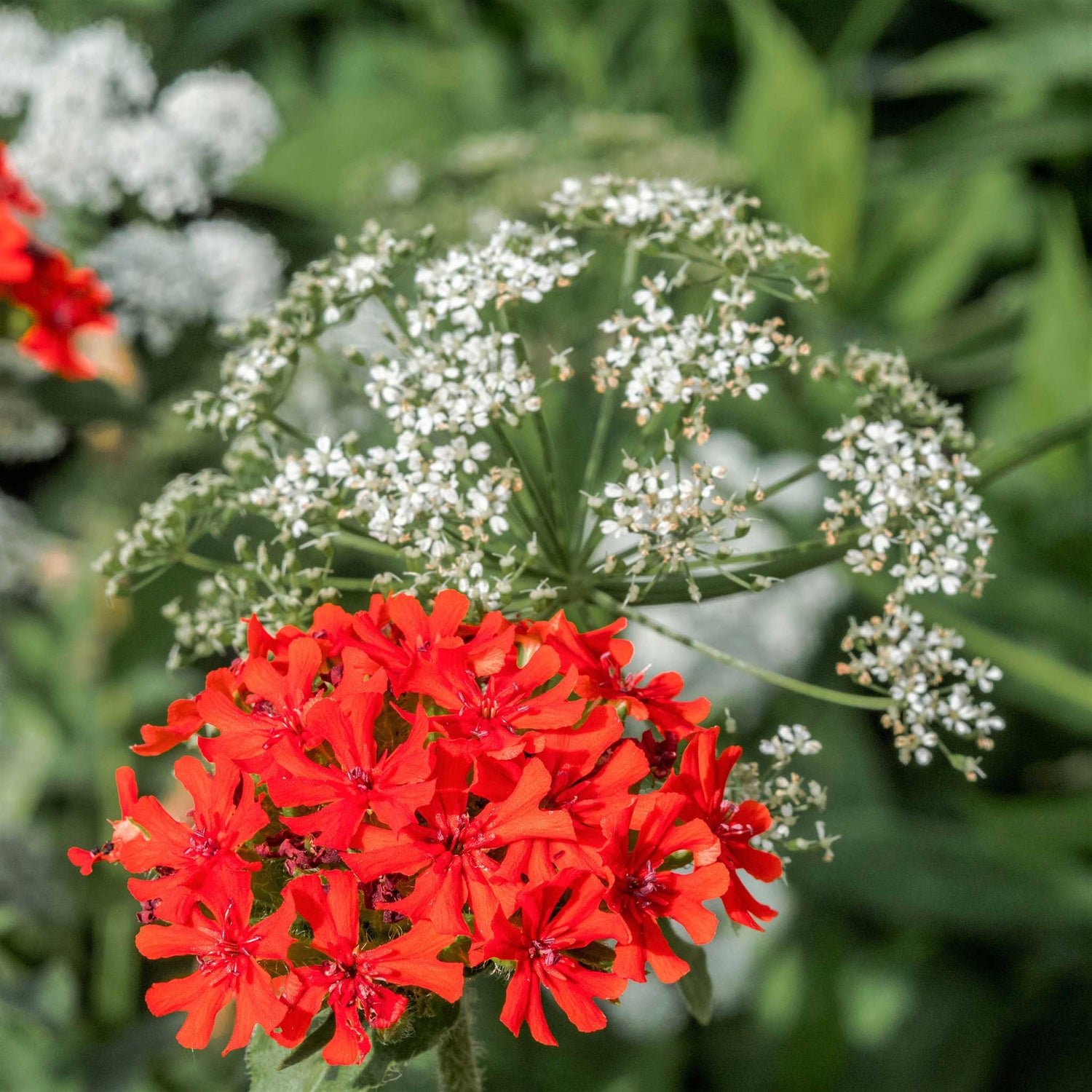 Maltese Cross Seeds