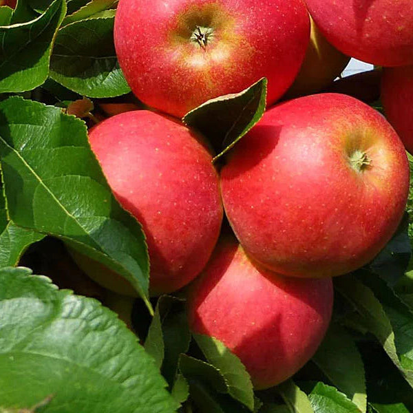 Malus domestica apple seeds for container and urban gardens