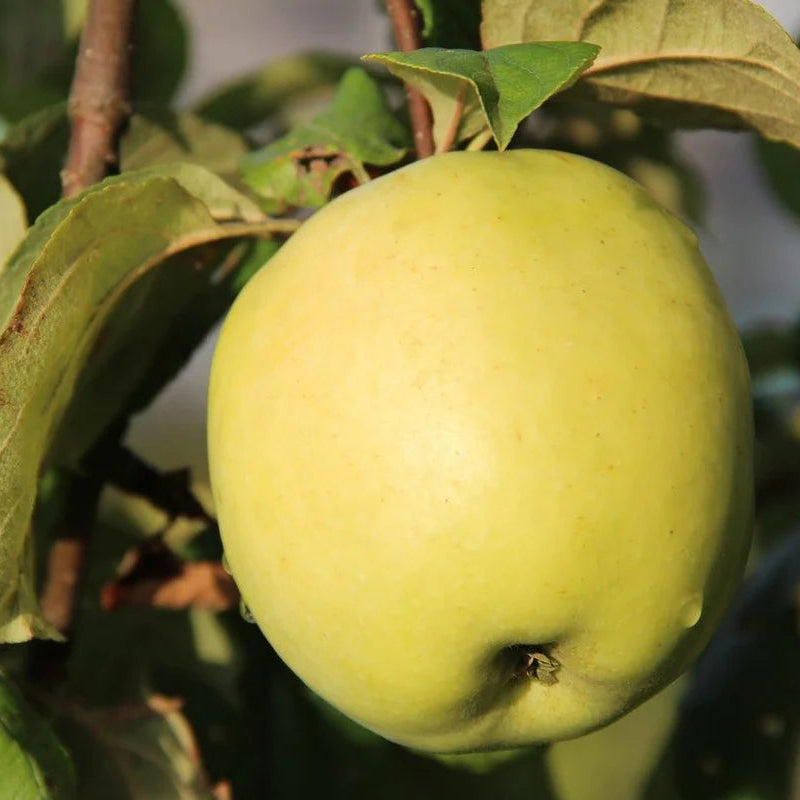 Malus Domestica Yellow apple seedlings germination guide