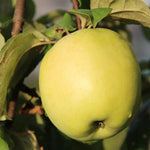 Malus Domestica Yellow apple seedlings germination guide