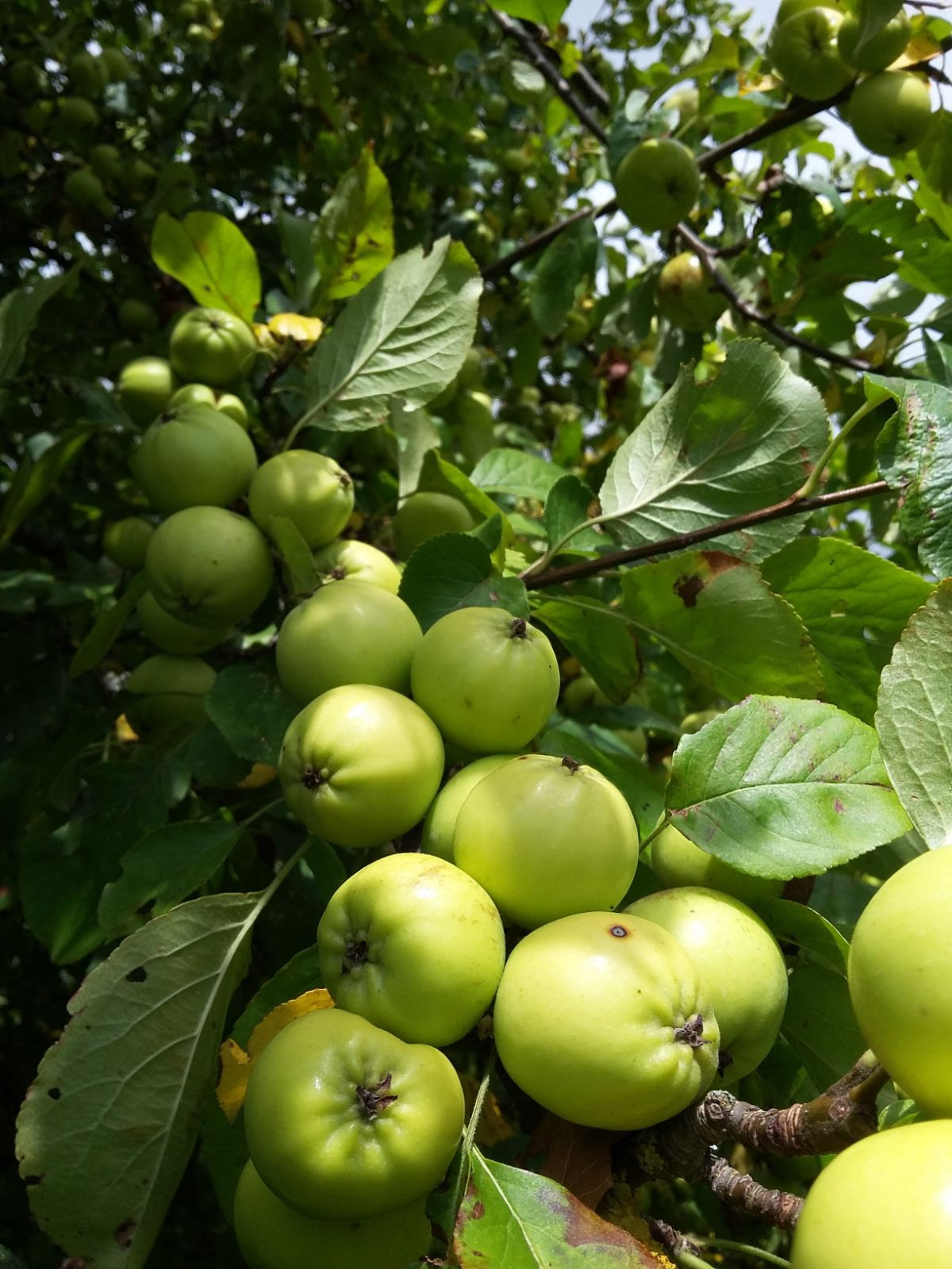 Malus Sieversii (Wild Apple) Seeds