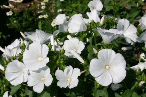 Malva White Open Pollinated heirloom non-gmo garden seeds