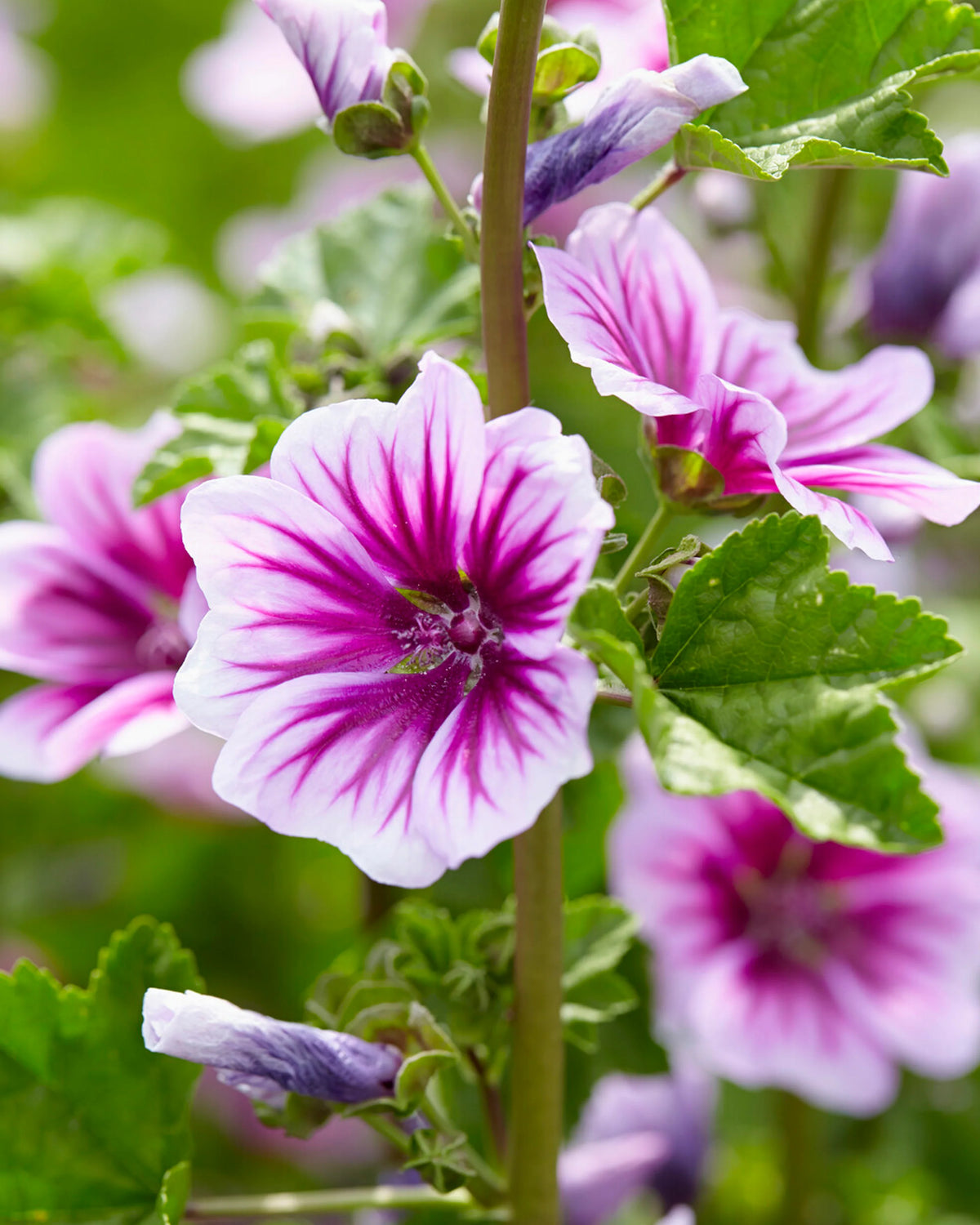 Zebra Mallow Flower Seeds ,Unique Striped Petals with Natural Flair