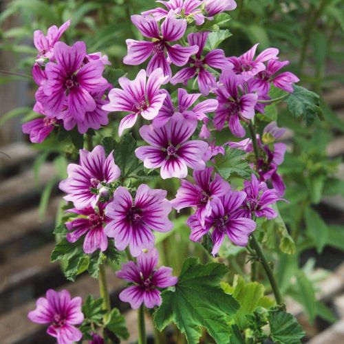 Malva Sylvestris Open Pollinated heirloom non-gmo garden seeds