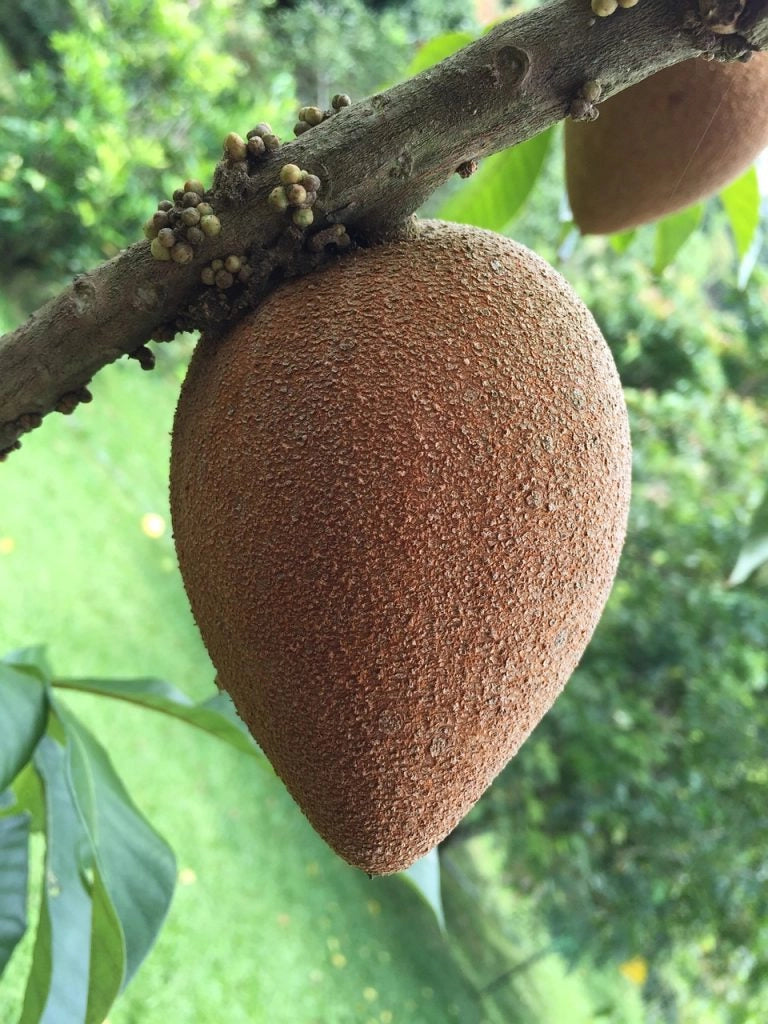 Mamey Sapote (Pouteria sapota) Seeds