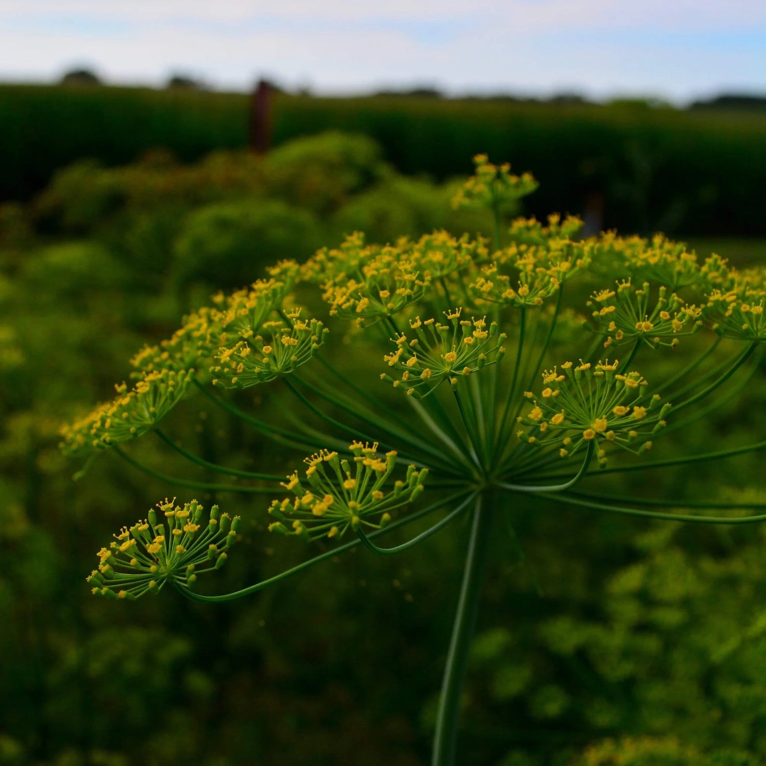 Mammoth Long Island Dill Herb Garden Seeds for Aromatic Gardens-Heirloom & Non-GMO Seeds for planting – Fresh Herb for Your Garden