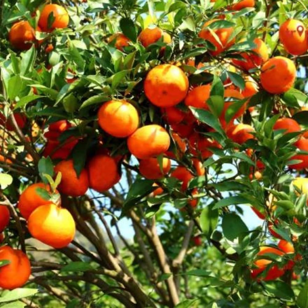 Mandarin Blood Orange seeds ideal for container gardening