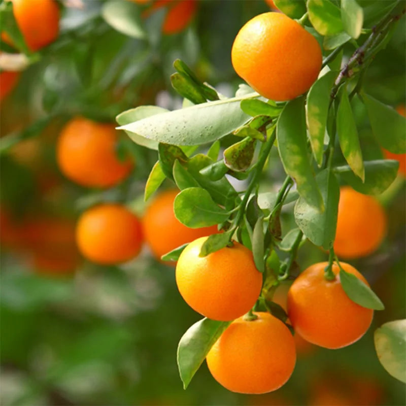 Mandarin orange seeds for planting, citrus variety for home gardens