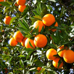 Mandarin orange seeds suitable for pots and container gardening