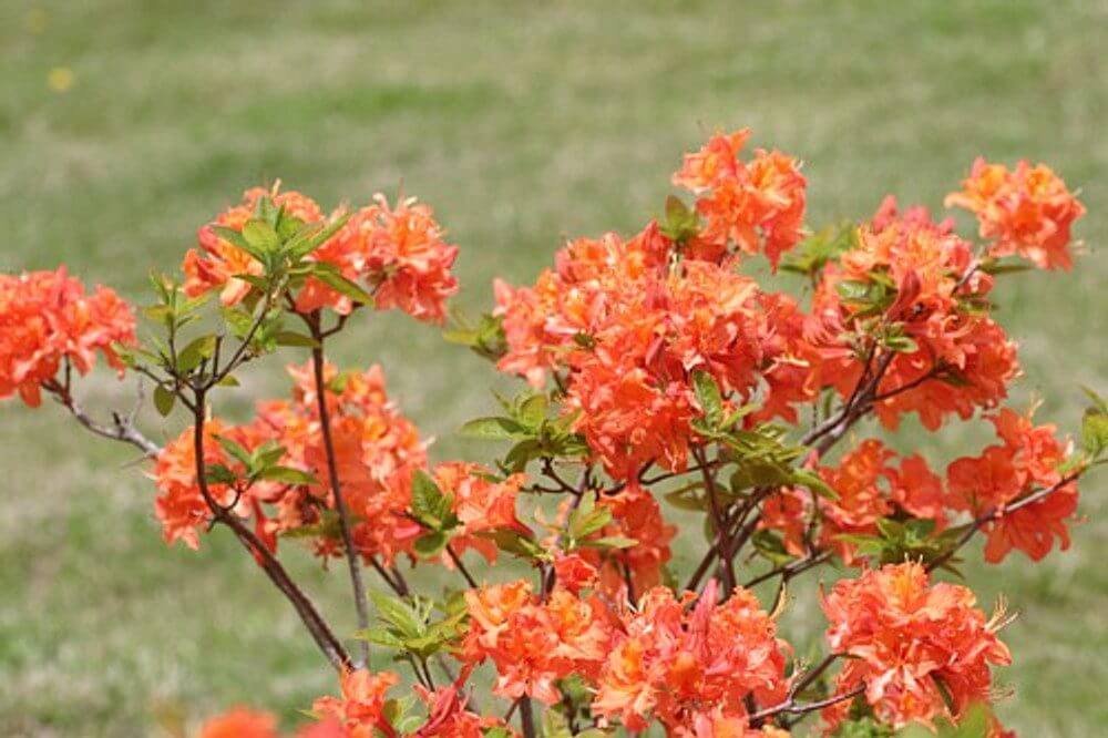 Rhododendron Mandarin Lights Azalea