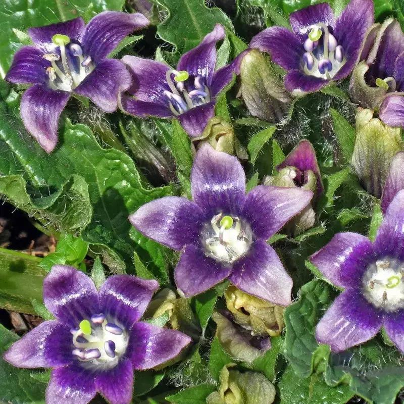 Black Mandrake Mandragora Autumnalis Planting Seeds - Non-GMO, Heirloom for planting in home garden