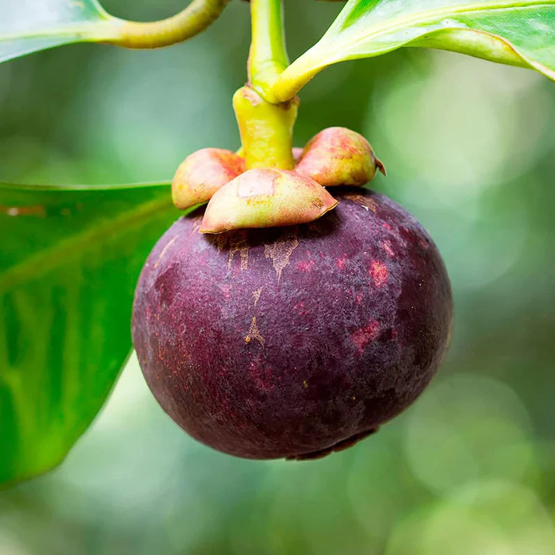 Mangosteen fruit seeds for planting in home garden