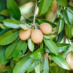 Manilkara zapota seedlings sprouting from premium seeds