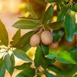 Manilkara zapota tree seeds high germination for home gardens