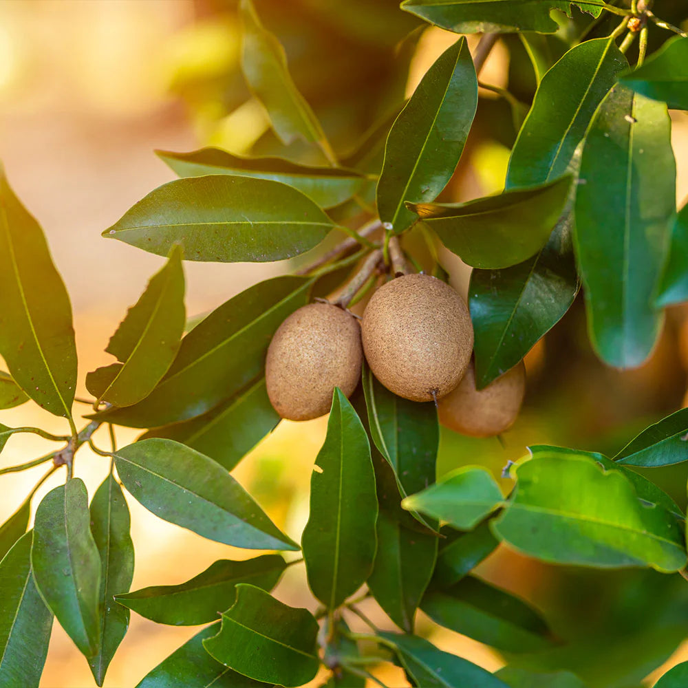 Manilkara zapota tree seeds high germination for home gardens