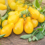 Manyel seeds tomato yellow seedlings for easy planting