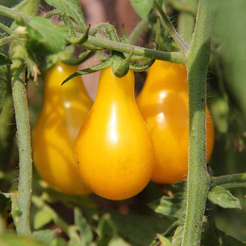 Manyel seeds yellow tomato growth for home gardening