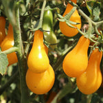 Manyel tomato seeds yellow variety with strong germination