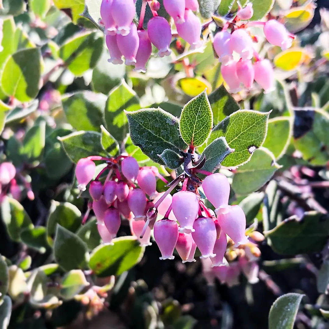 Manzanita plant seeds for garden planting