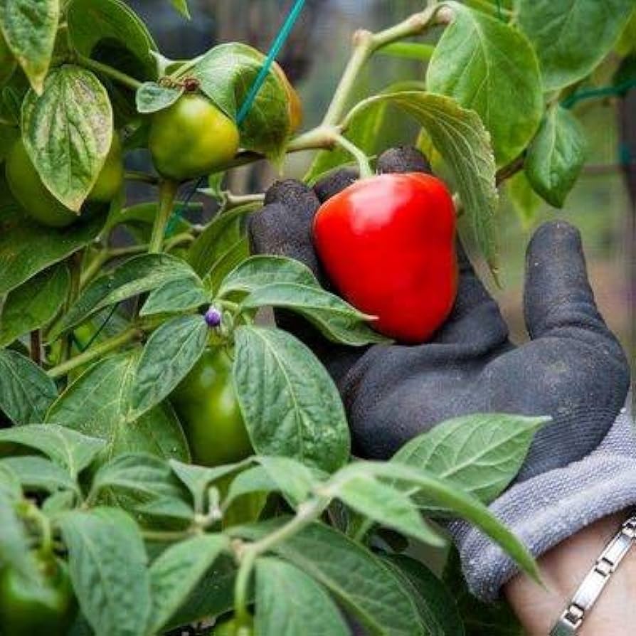 Manzano chili pepper Capsicum pubescens green seeds for planting in warm kitchen garden or sunny balcony pots - Dharaseeds
