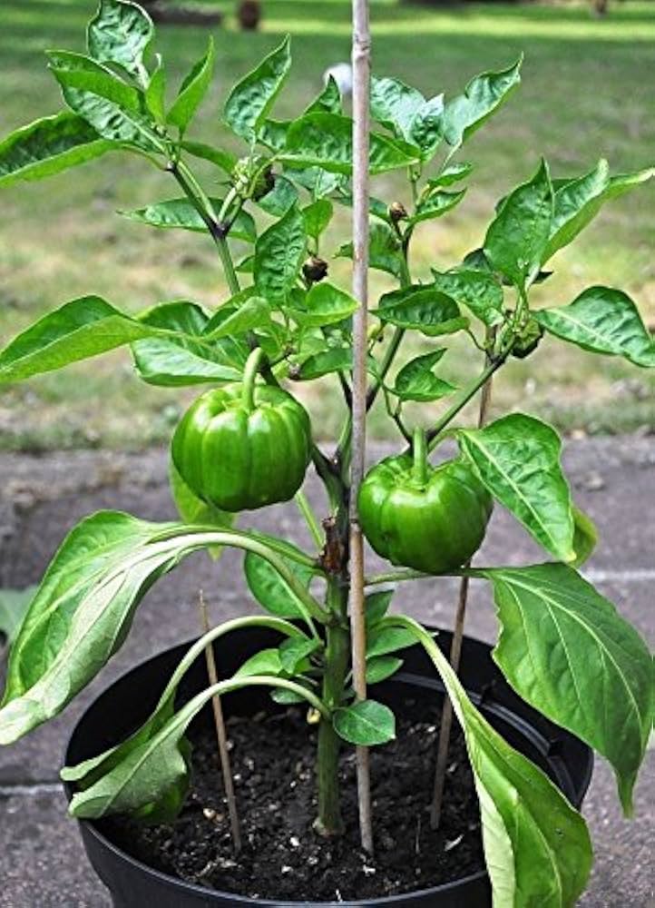 Manzano chili pepper Capsicum pubescens green seeds for planting in warm kitchen garden or sunny balcony pots - Dharaseeds