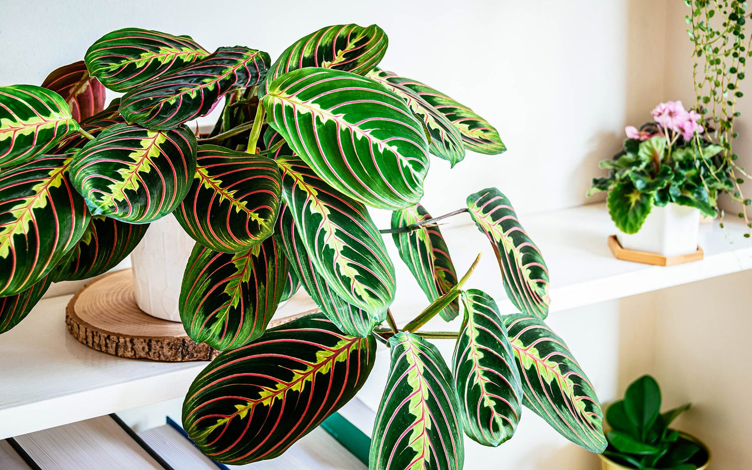 Maranta Leuconeura Plant Seeds