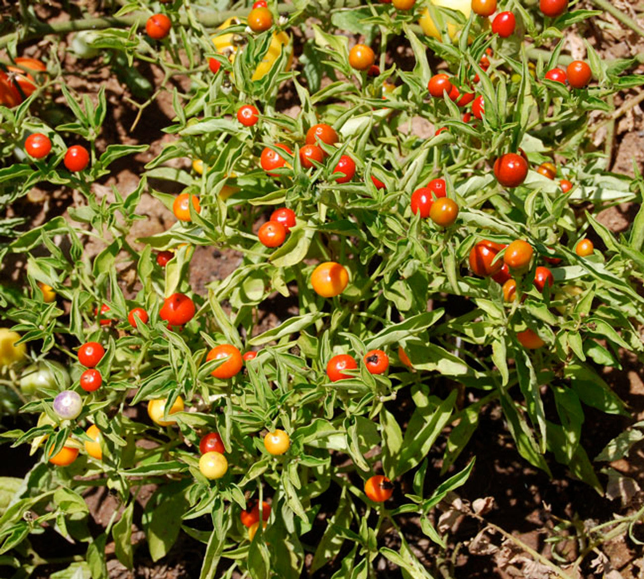 Marbles Pepper Seeds Heirloom Non-GMO High Germination Organic Garden Seeds