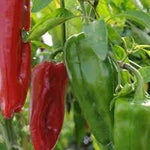 Marconi Pepper Vegetable Seeds for Planting - 100 Pcs pcs - Dharaseeds