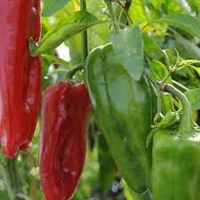 Marconi Pepper Vegetable Seeds for Planting - 100 Pcs pcs - Dharaseeds