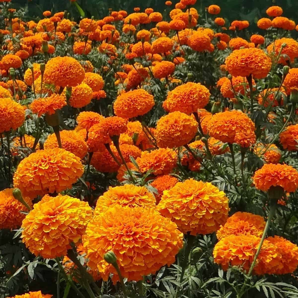 Marigold Flower Seeds