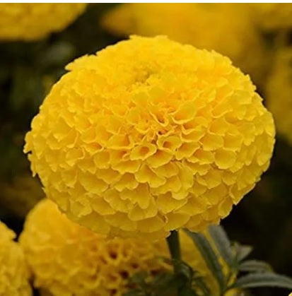 Marigold Yellow F1 Imported heirloom non-gmo garden seeds