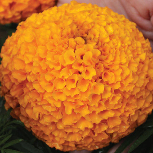 Marigold Orange F1 Imported heirloom non-gmo garden seeds