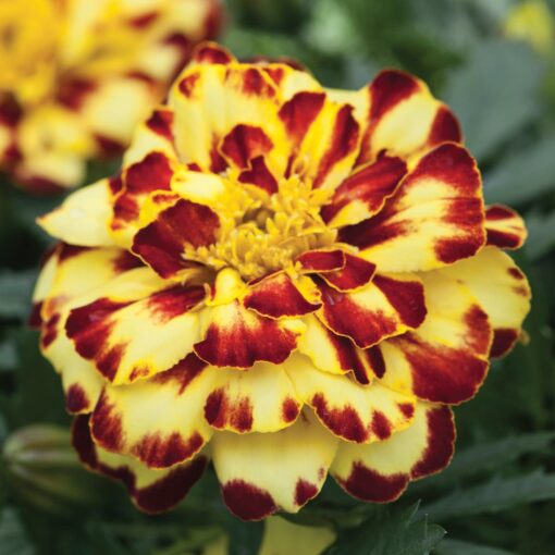 Marigold Alumia Creme Brulee Imported heirloom non-gmo organic garden seeds