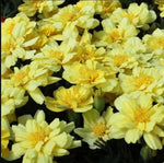 Marigold Alumia Vanilla Cream Imported heirloom non-gmo organic garden seeds