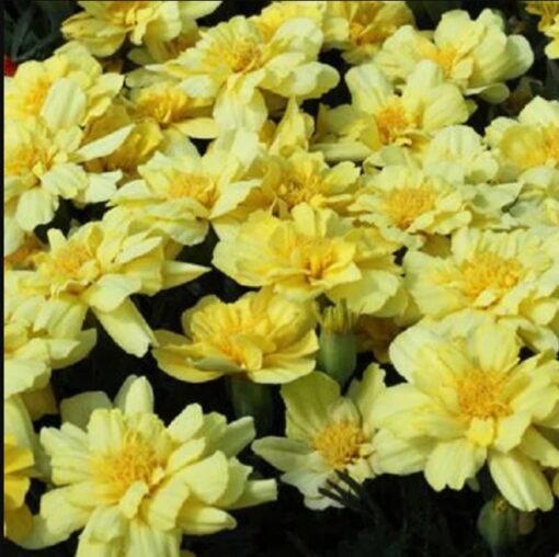 Marigold Alumia Vanilla Cream Imported heirloom non-gmo organic garden seeds