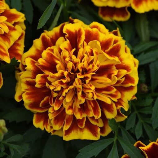 French Marigold Bonanza Bee Imported heirloom non-gmo garden seeds